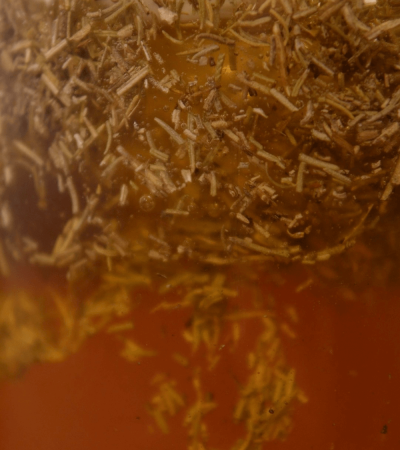 Rosemary's Garden